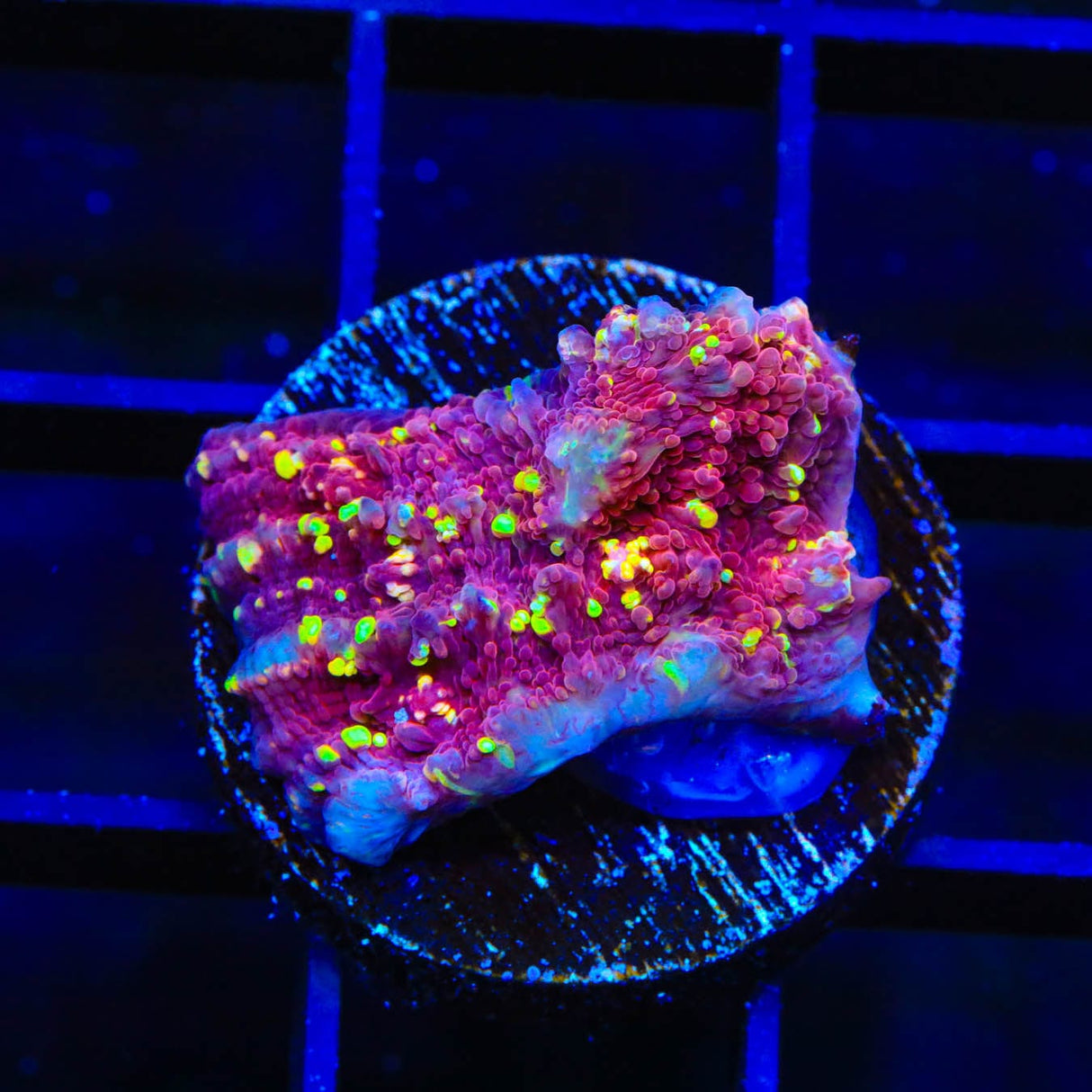 JF Gold Meister Chalice Coral