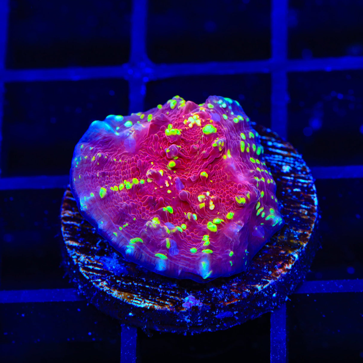 JF Gold Meister Chalice Coral