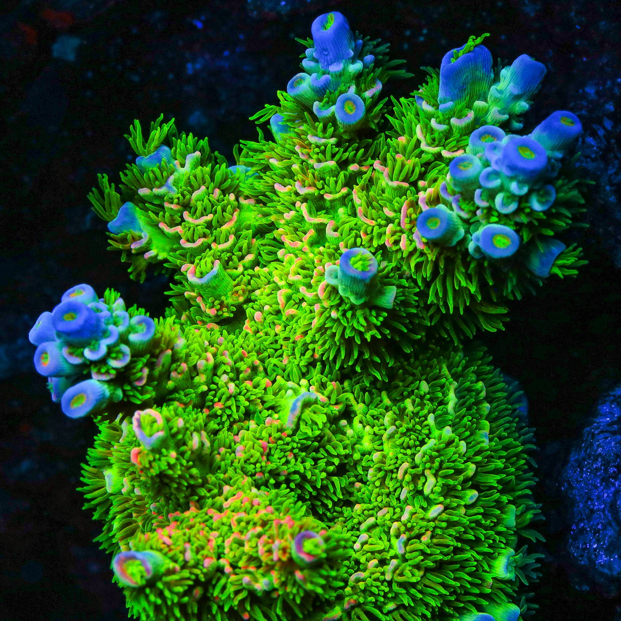 JF Homewrecker Tenuis Acropora Coral