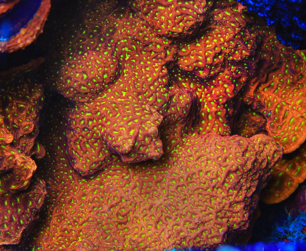 JF Jack O Lantern Leptoseris XL Frag Coral