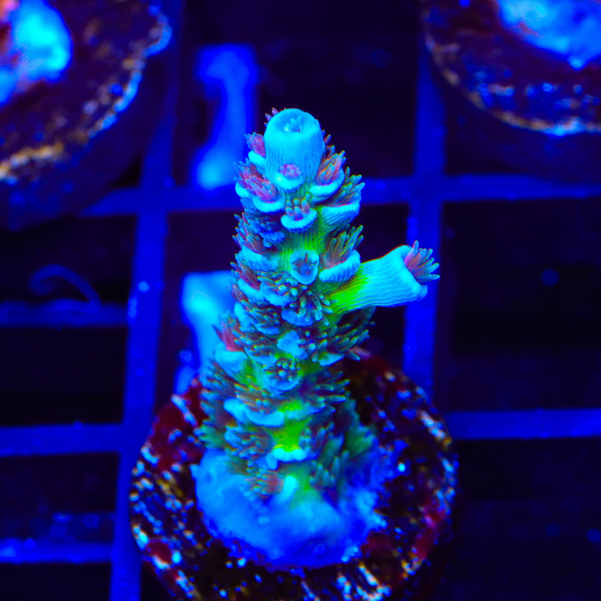 JF Jolt Acropora Coral