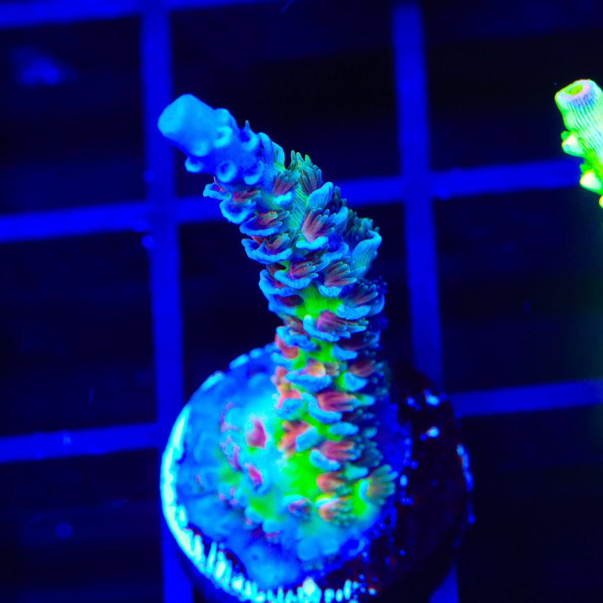 JF Jolt Acropora Coral