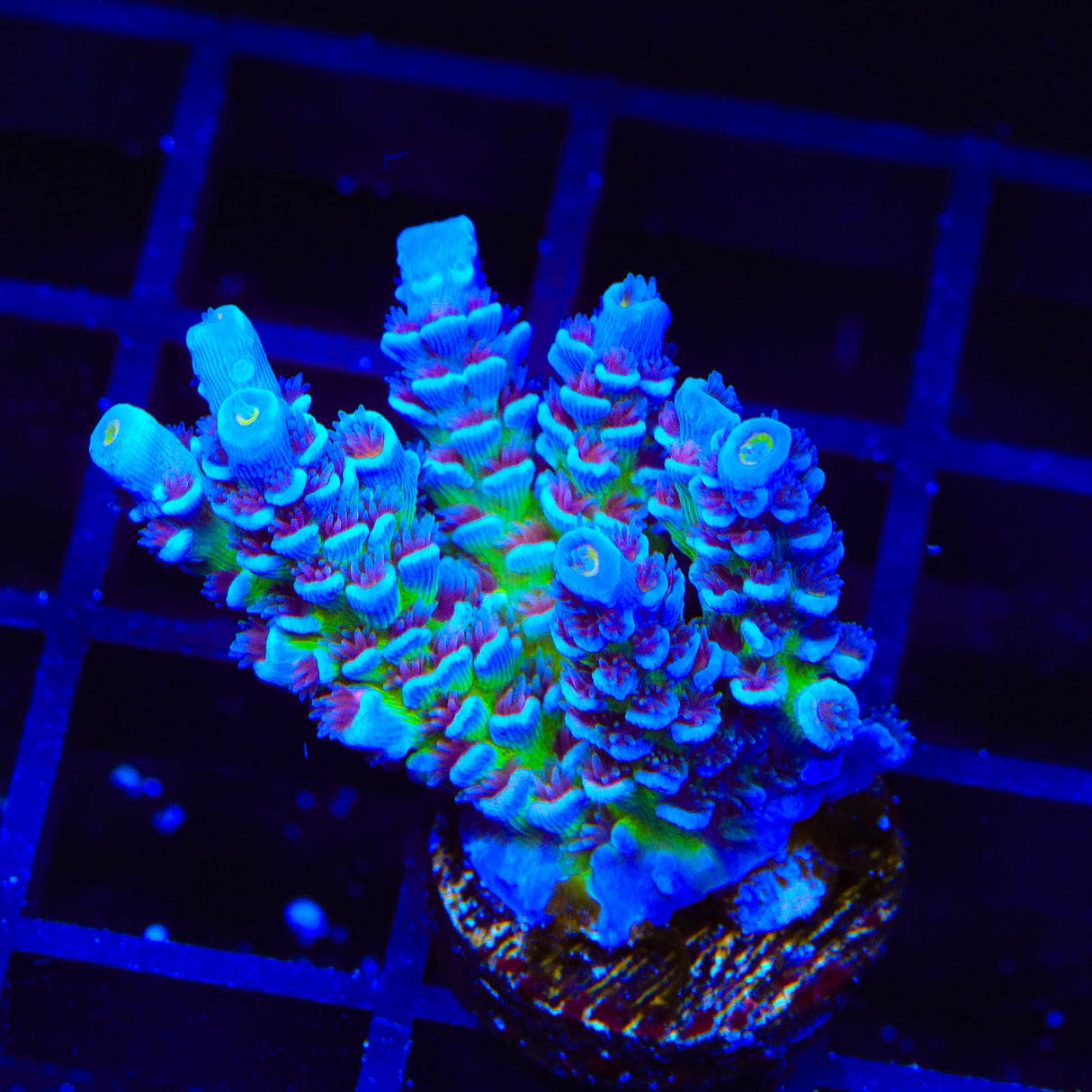 JF Jolt Acropora XL Frag Coral