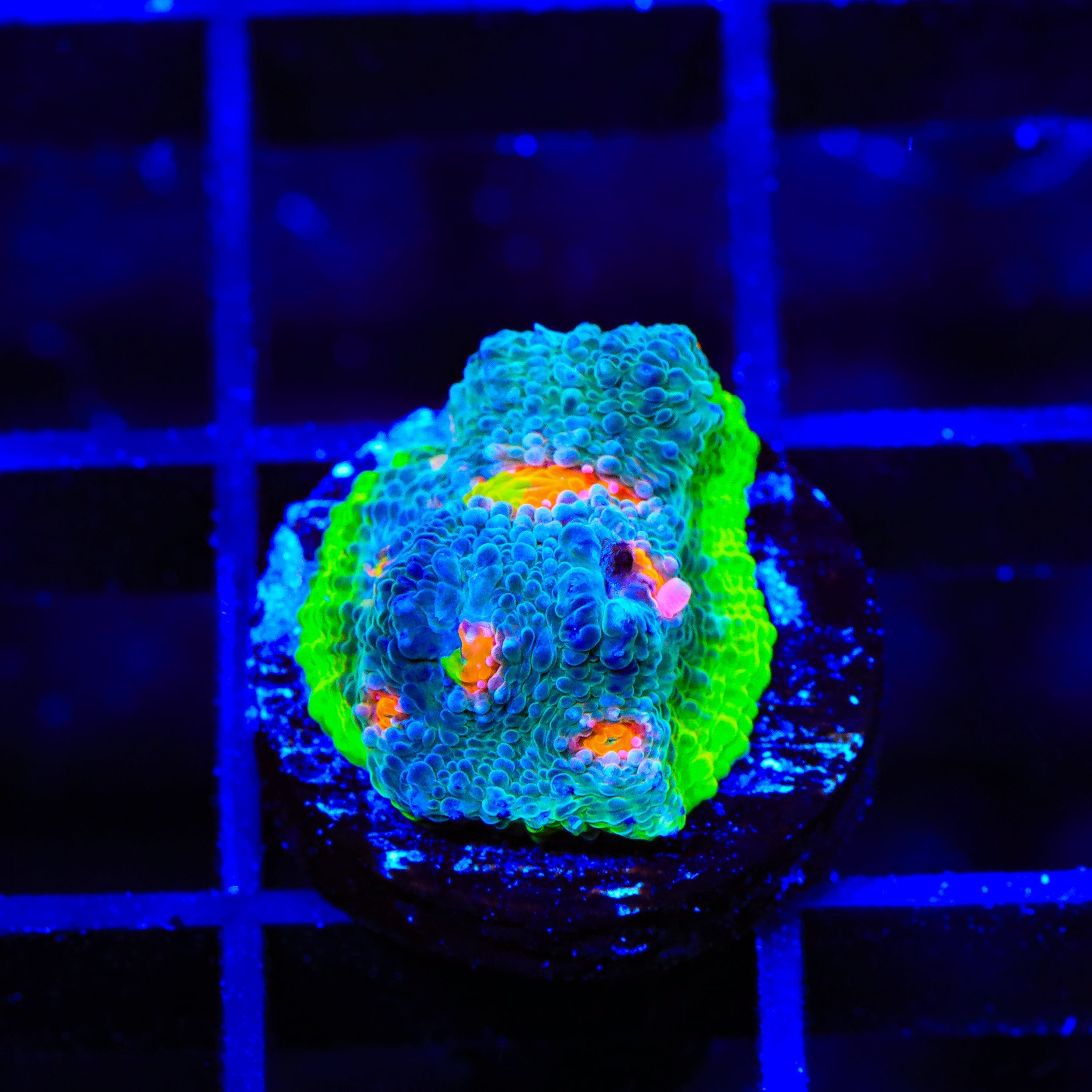 JF My Miami Chalice Coral