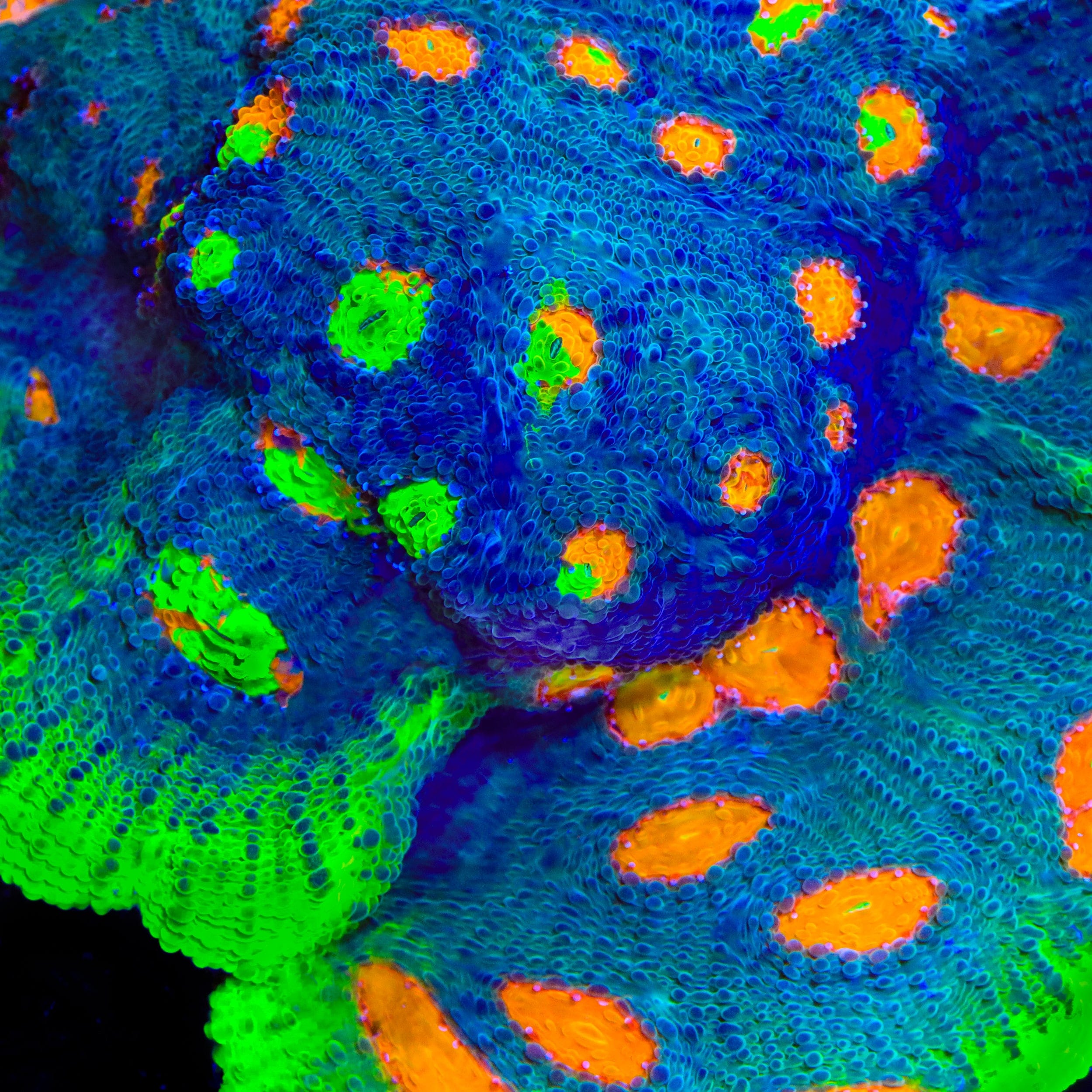 JF My Miami Chalice Coral – Top Shelf Aquatics
