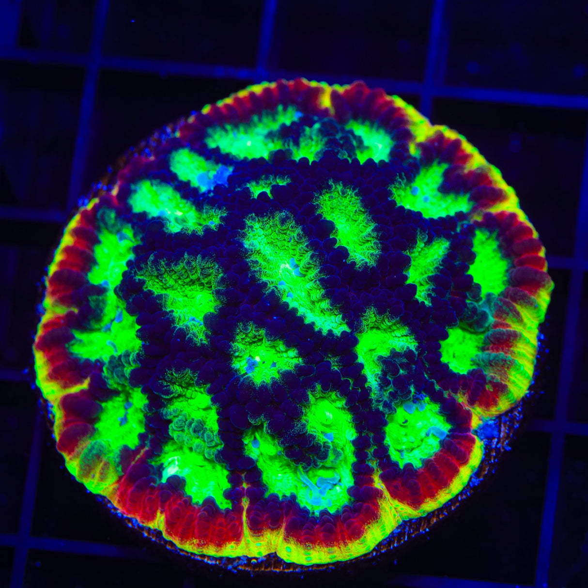 JF Psycho Rim Favia Coral