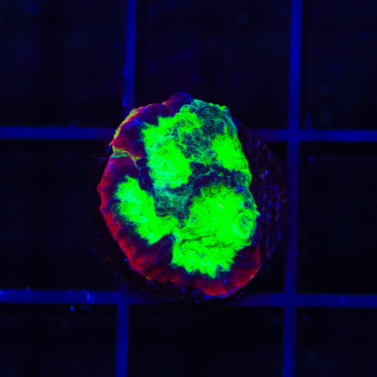 JF Psycho Rim Favia Coral