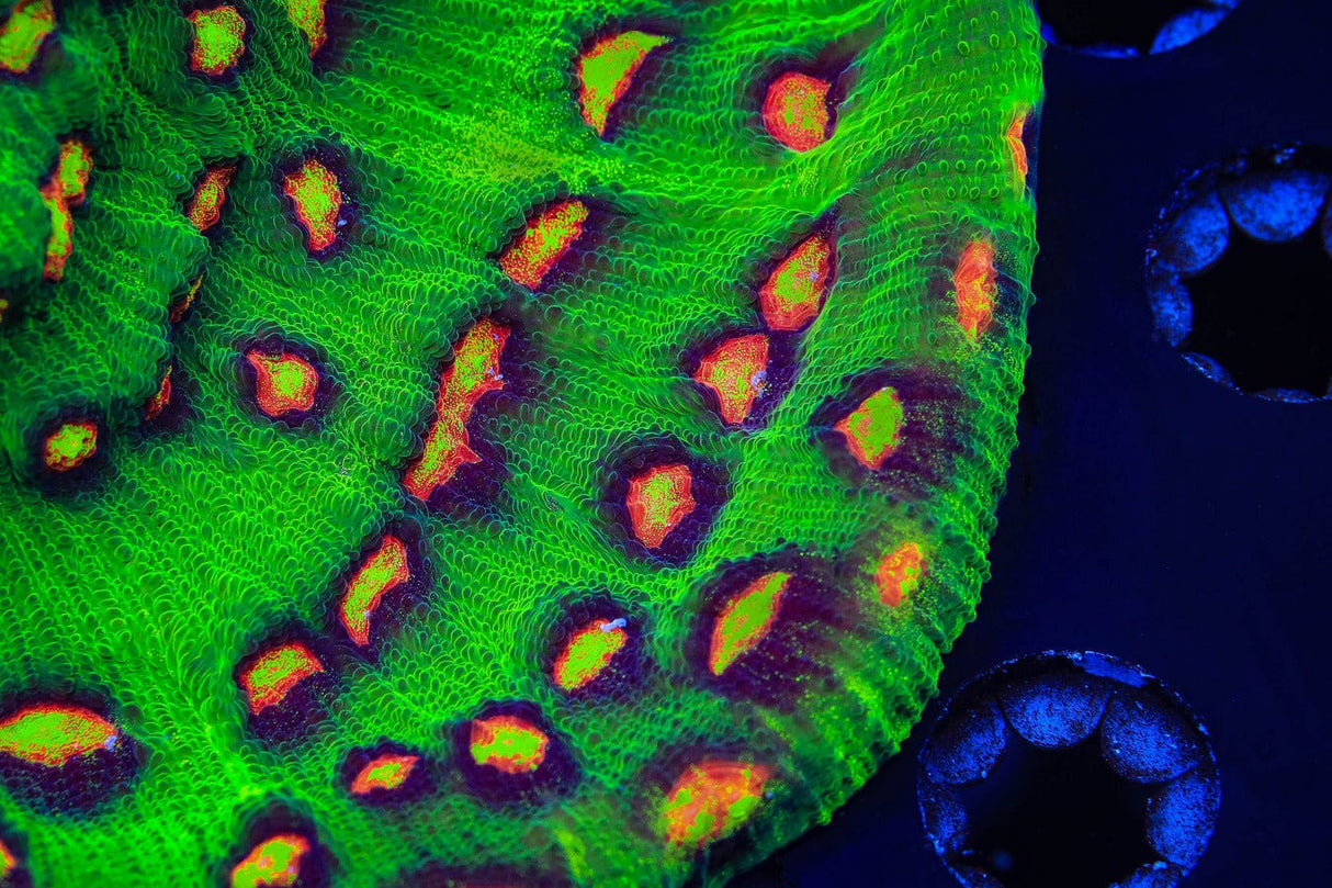 JF Raja Rampage Chalice Coral