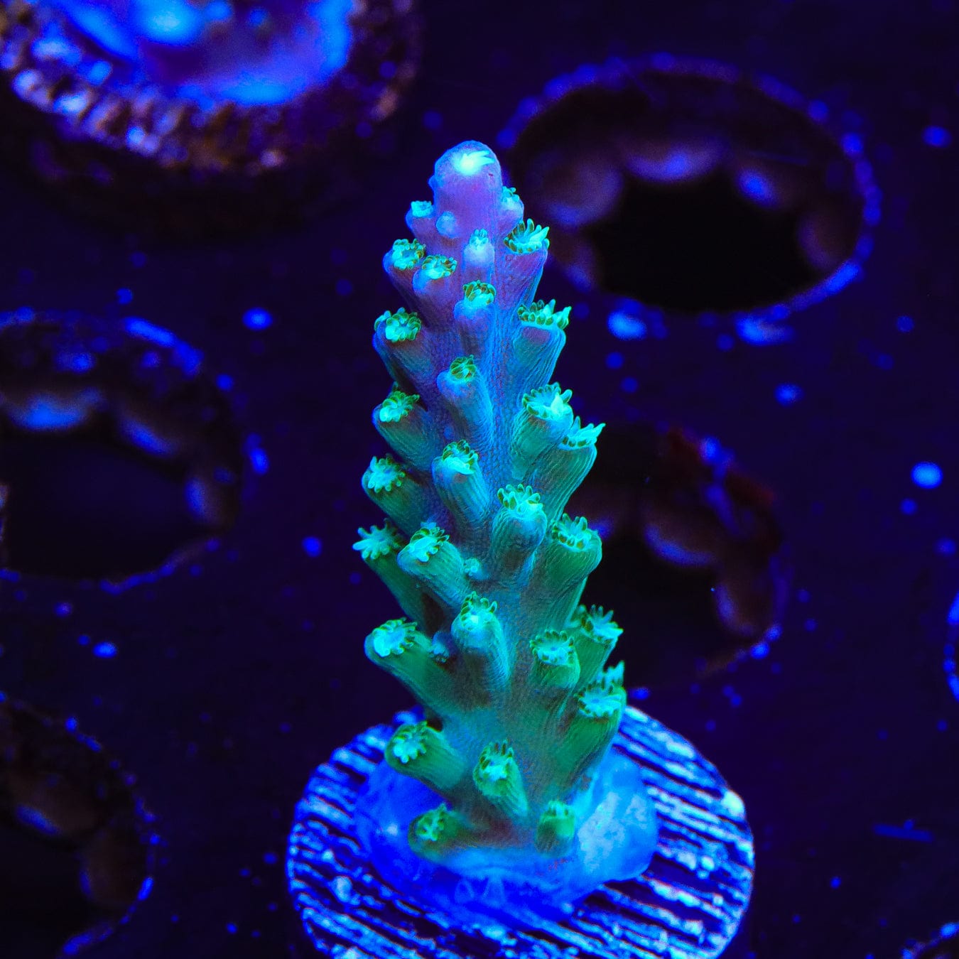 JF Shocktart Acropora Coral