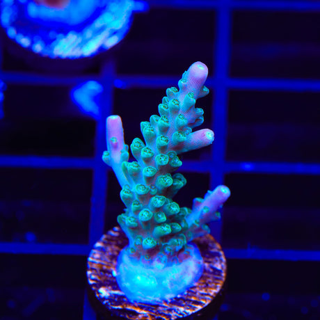 JF Shocktart Acropora Coral