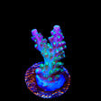 JF Shocktart Acropora Coral