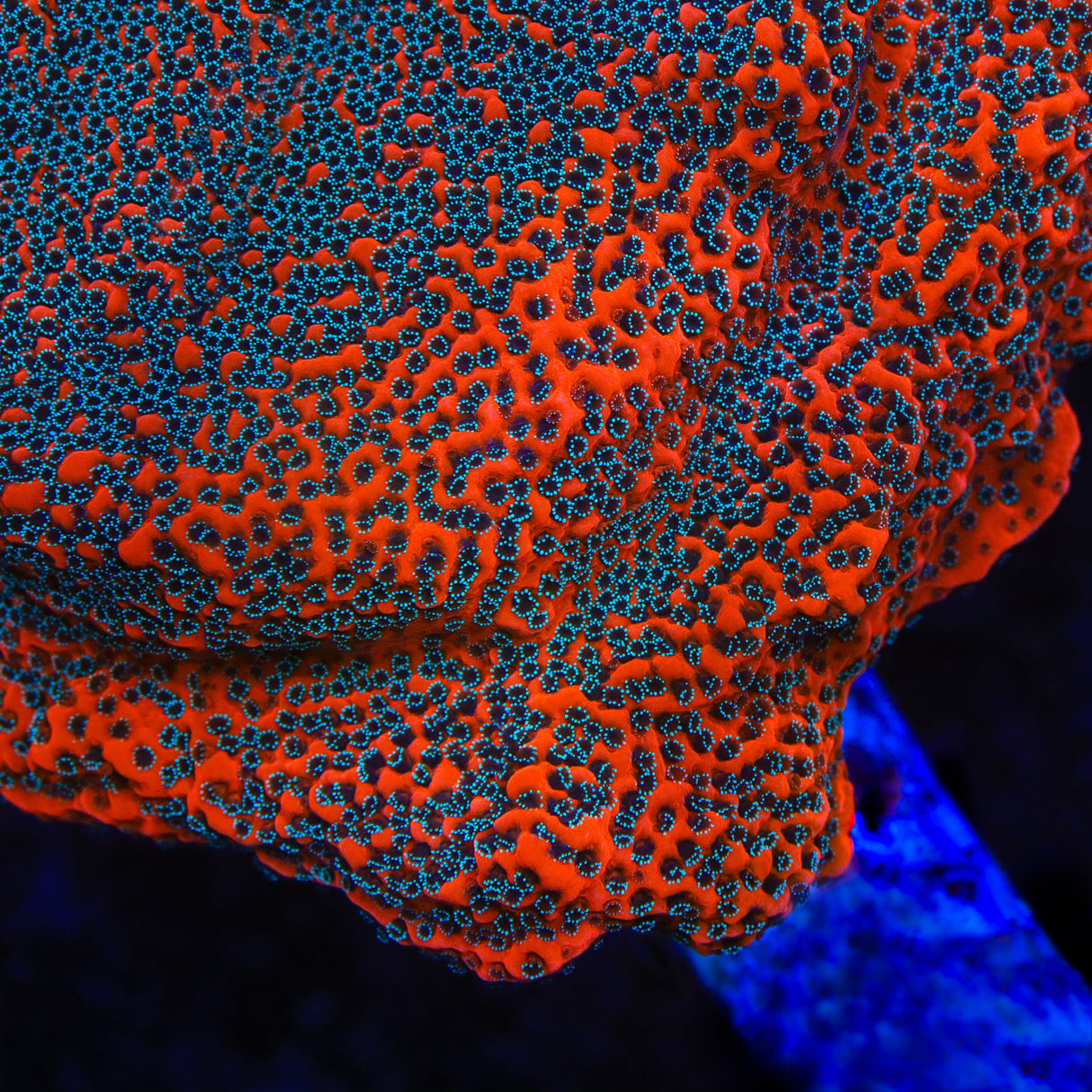 JF Silver Bullet Montipora Coral