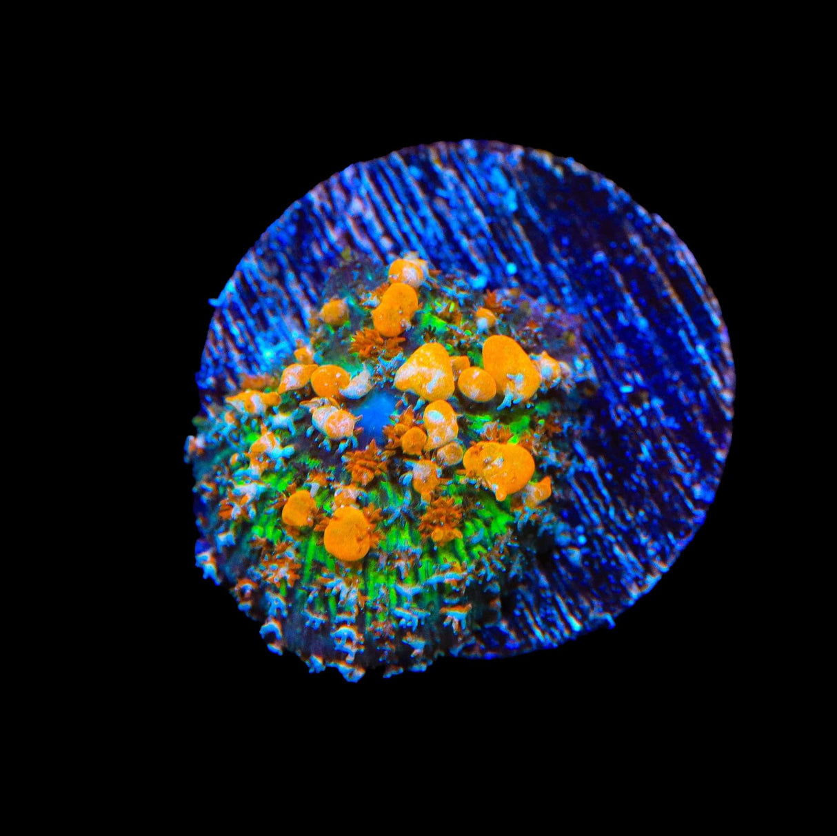 JF Sunkist Bounce Mushroom Coral