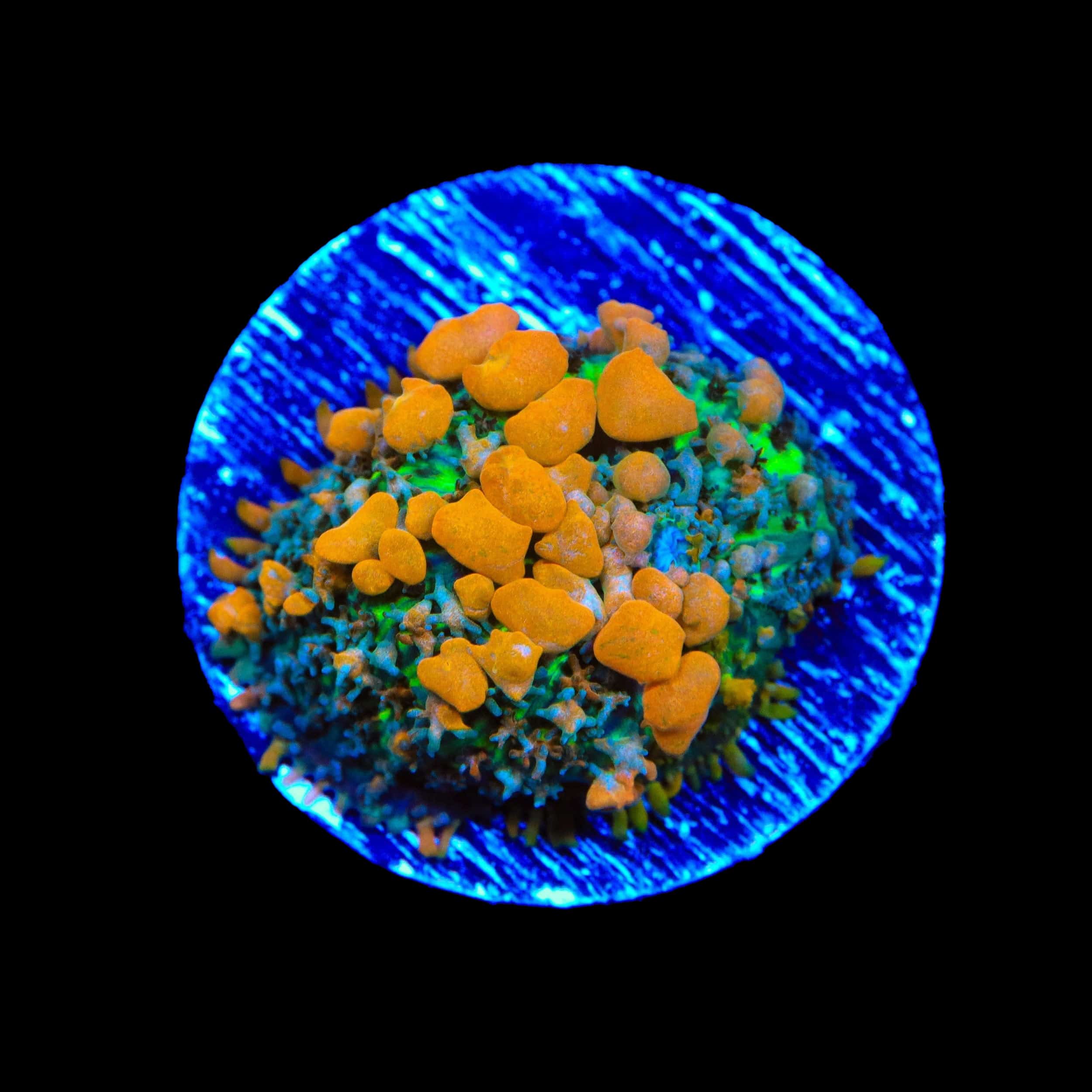 JF Sunkist Bounce Mushroom Coral – Top Shelf Aquatics
