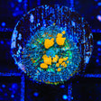 JF Sunkist Bounce Mushroom Coral