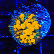 JF Sunkist Bounce Mushroom Coral