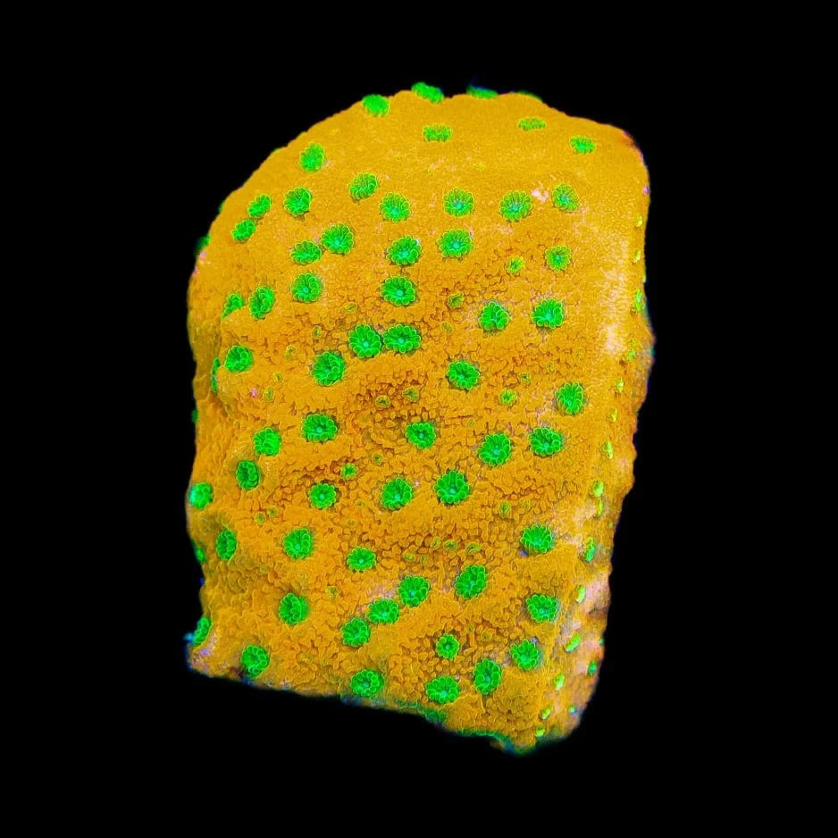 JF Sweet Tooth Montipora Cap Coral