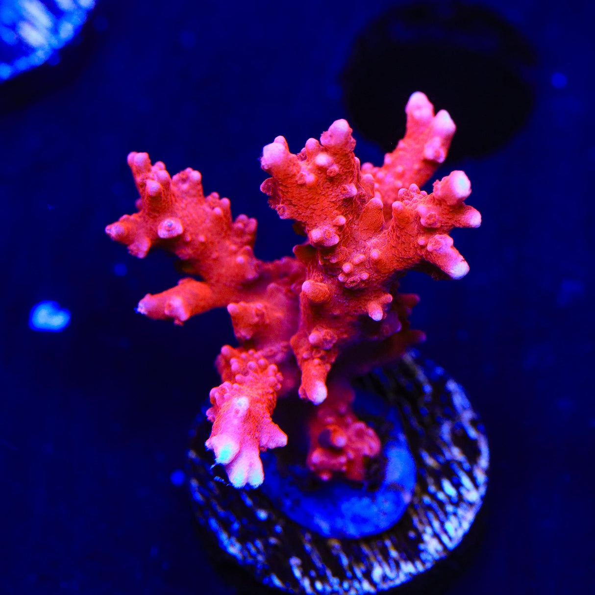 JF TNT Anacropora Coral