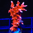 JF TNT Anacropora Coral