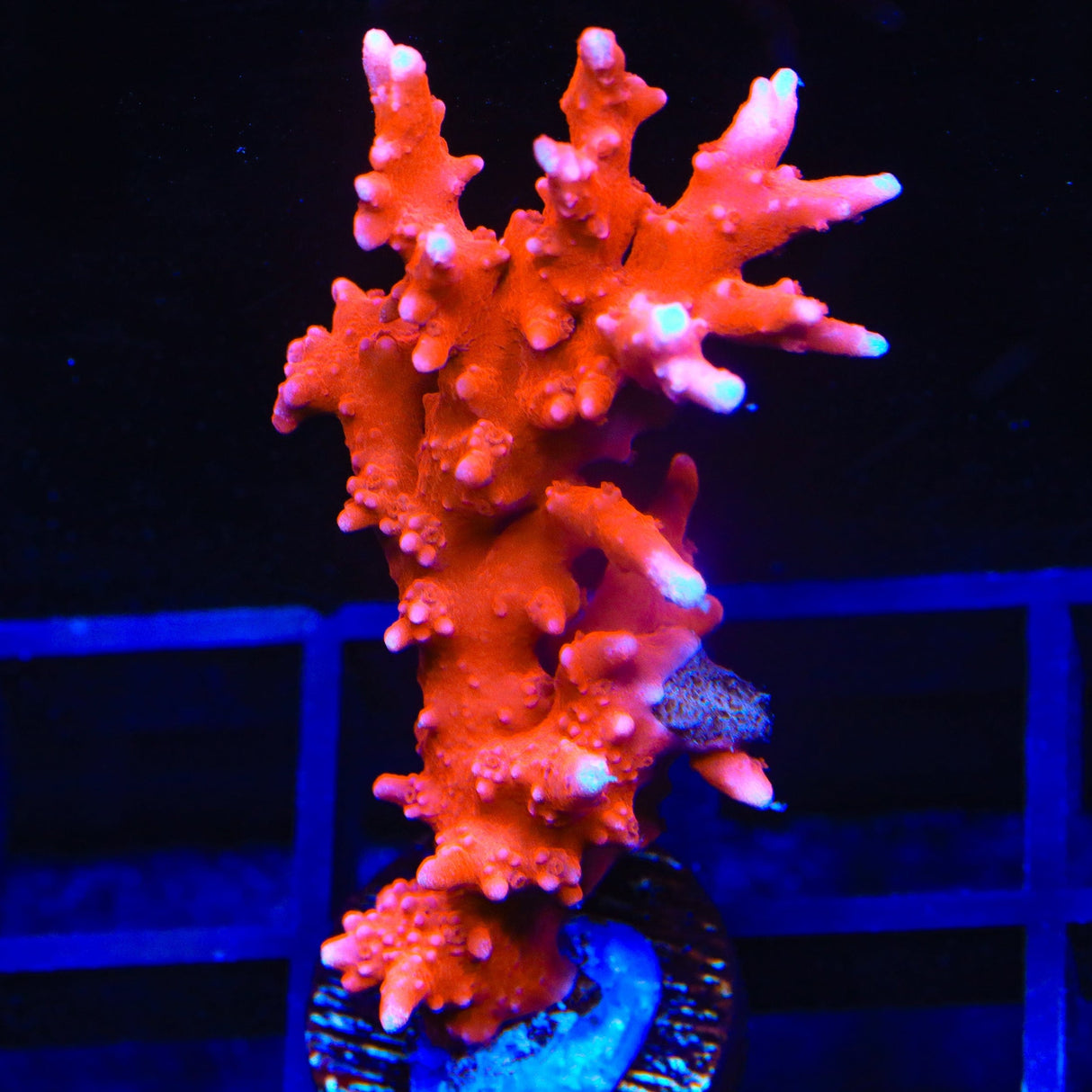JF TNT Anacropora Coral