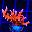 JF TNT Anacropora Coral