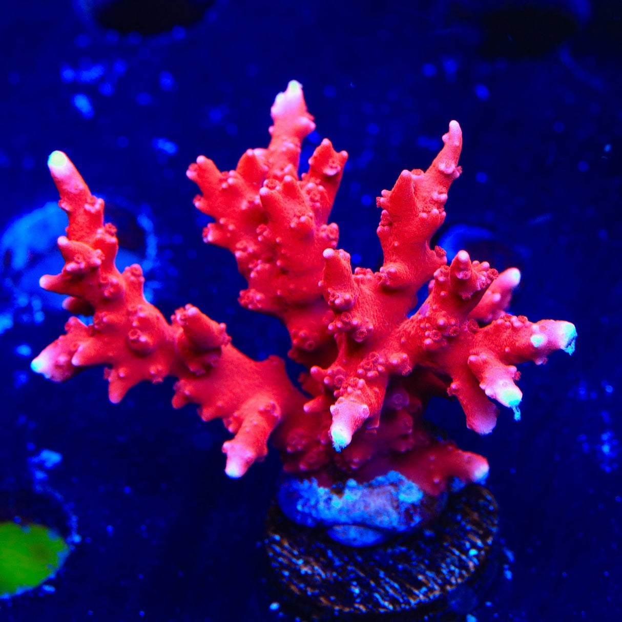 JF TNT Anacropora XL Frag Coral
