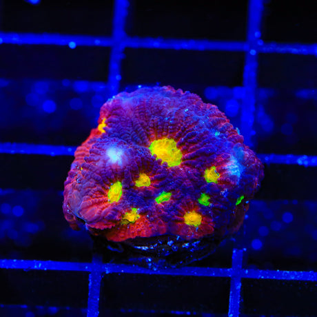 JF Toro Bravo Favia Coral