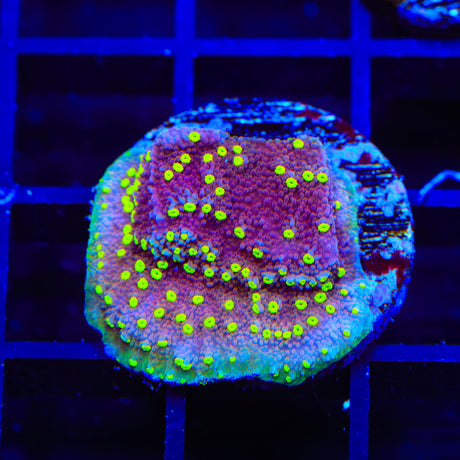 JF Yellow Fever Montipora Coral