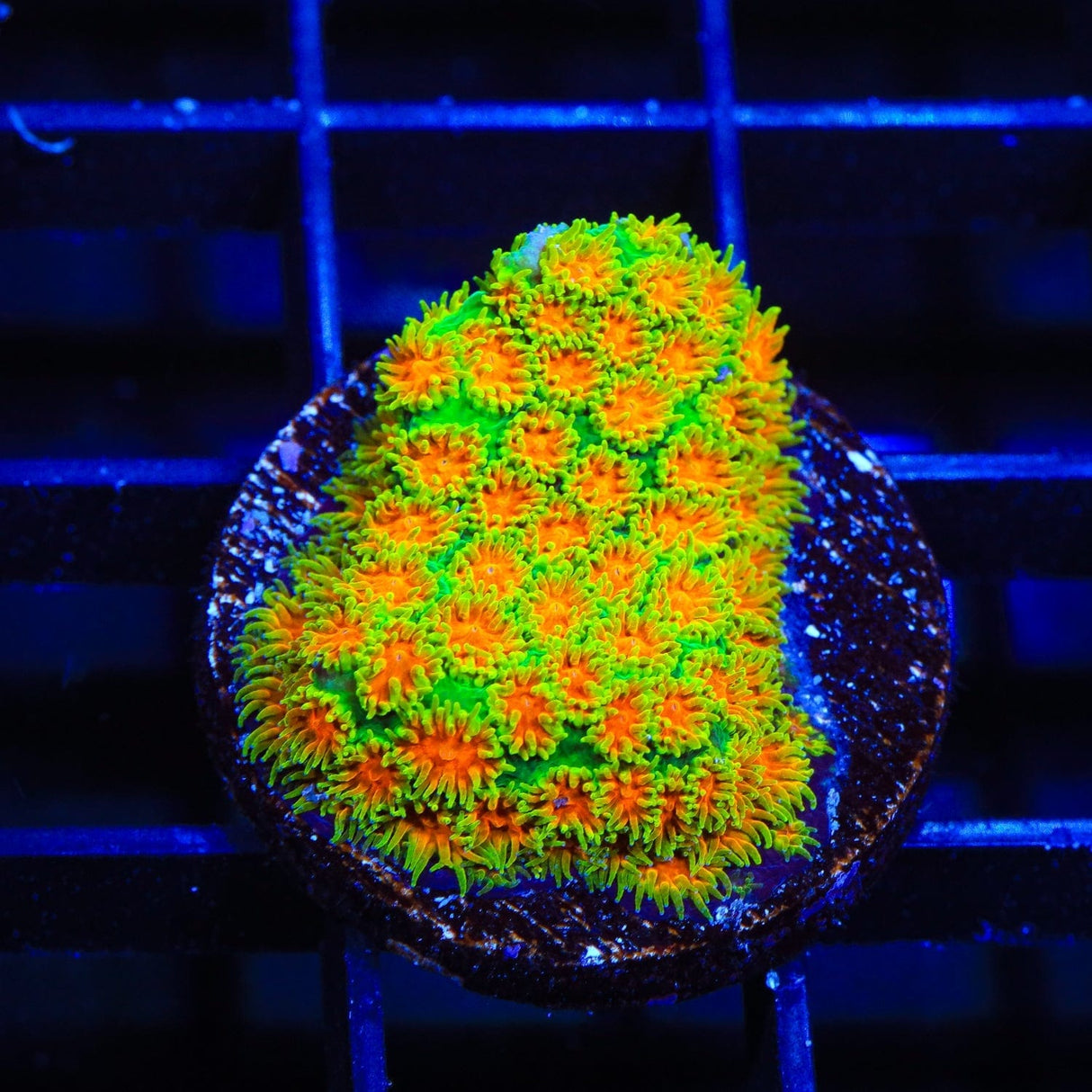 John Deere Leptastrea Coral