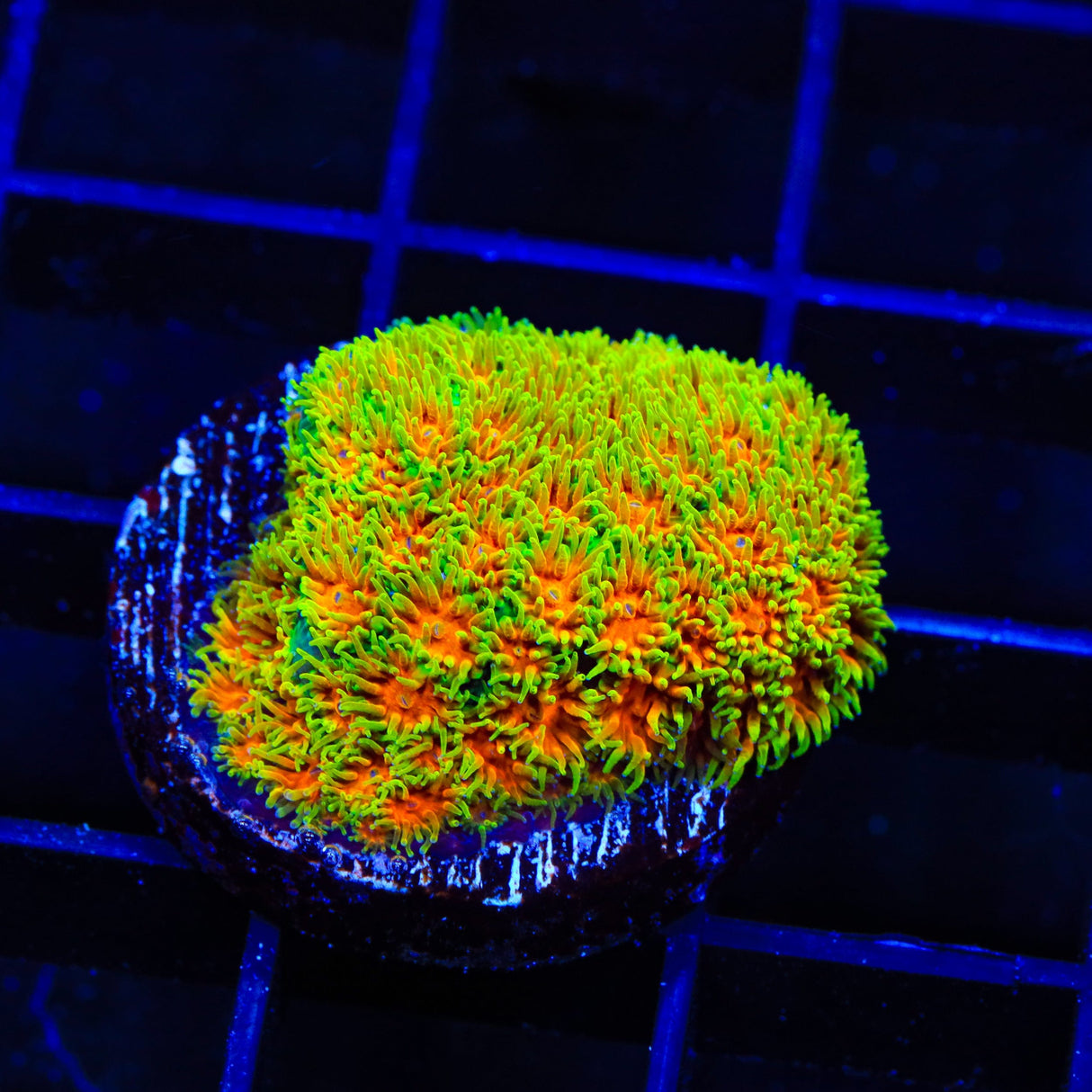 John Deere Leptastrea Coral