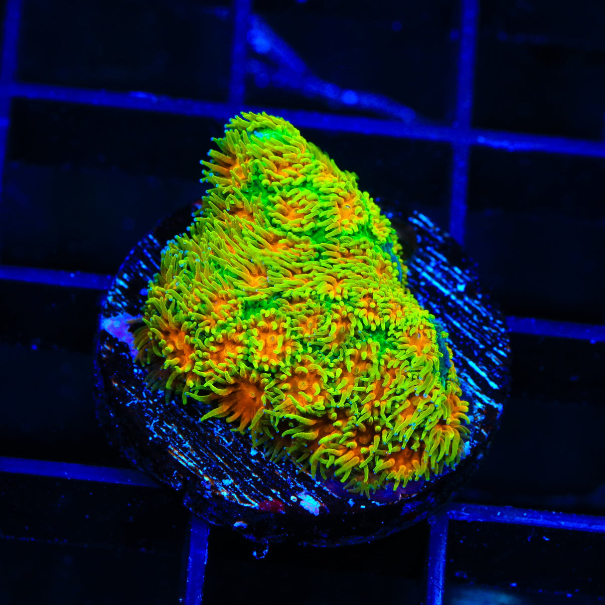 John Deere Leptastrea Coral