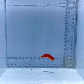 Johnson Fairy Wrasse Fish
