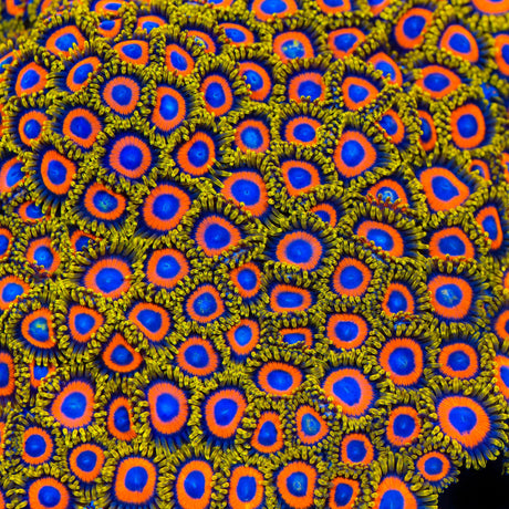 Jungle Juice Zoanthids Coral