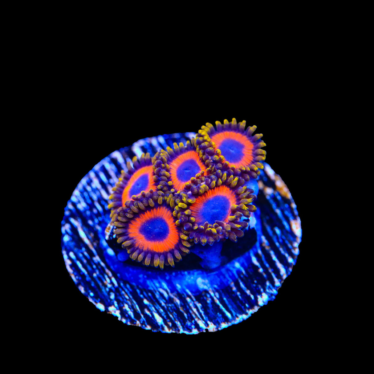 Jungle Juice Zoanthids Coral