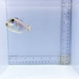 Juv. Goldenback Triggerfish (Xanthichthys caeruleolineatus)