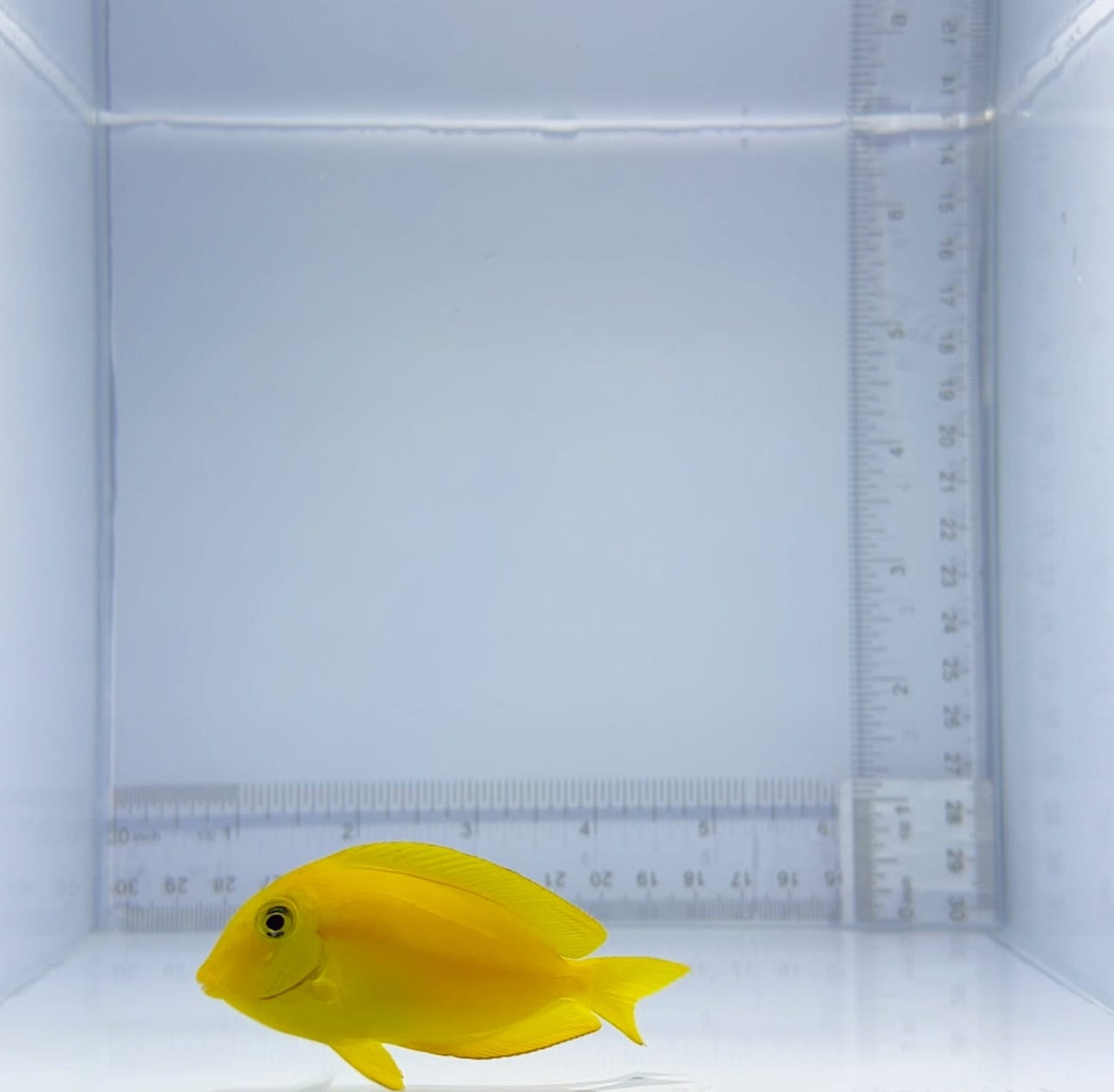 Juvenile Orange Shoulder Tang Fish