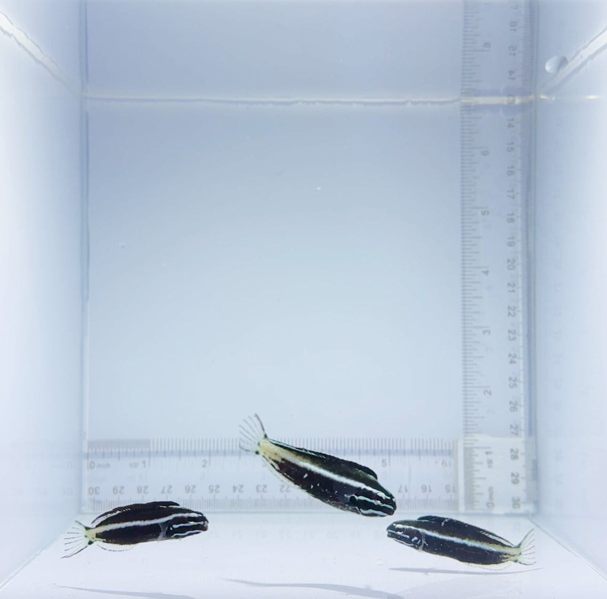 Kamohara Blenny Fish