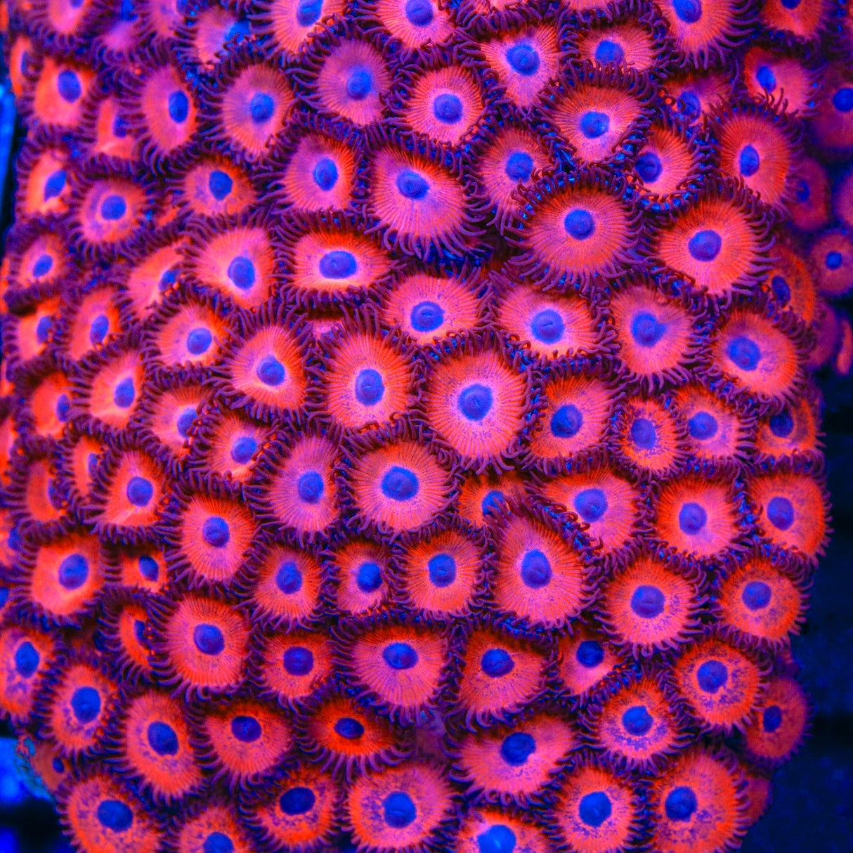 Kedds Red Zoanthids Coral