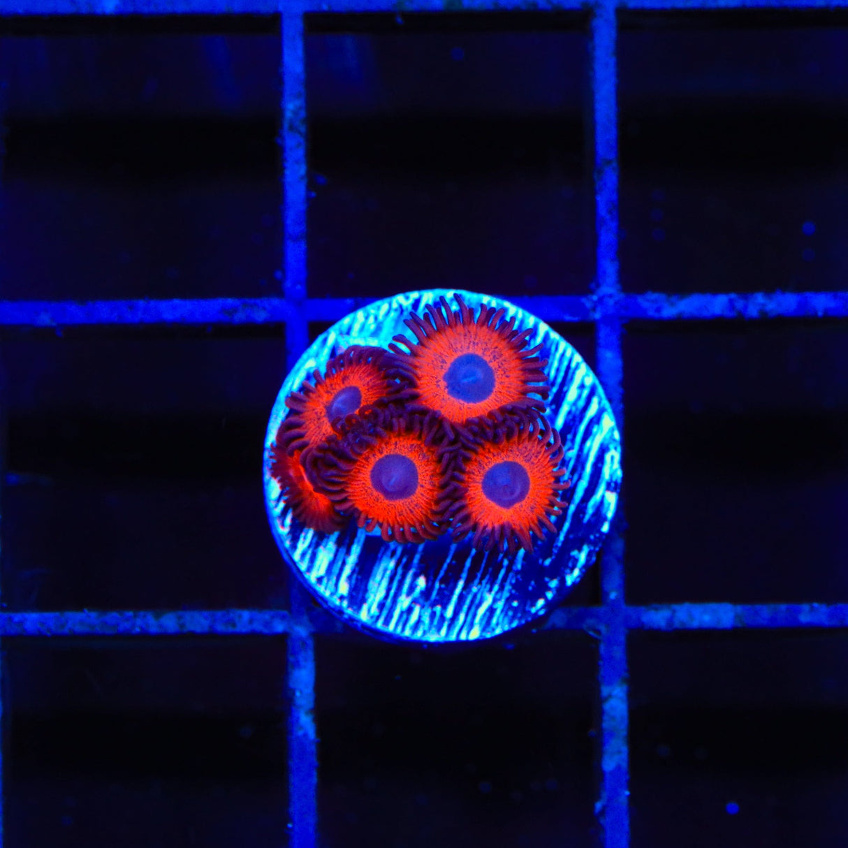 Kedds Reds Zoanthids Coral