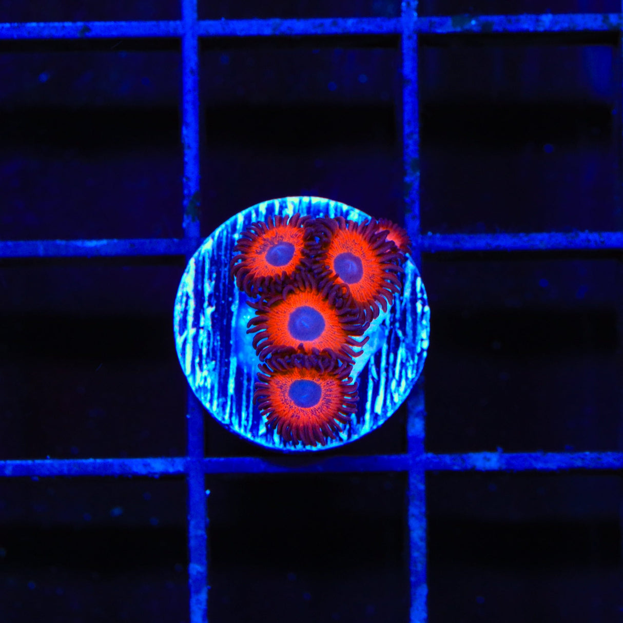 Kedds Reds Zoanthids Coral