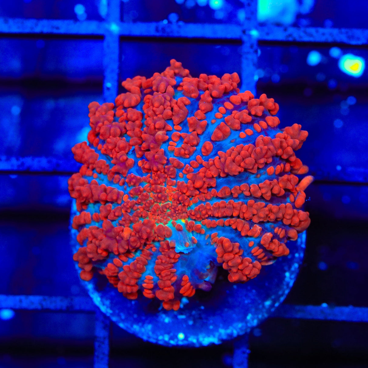 King Julius Bounce Mushroom Coral