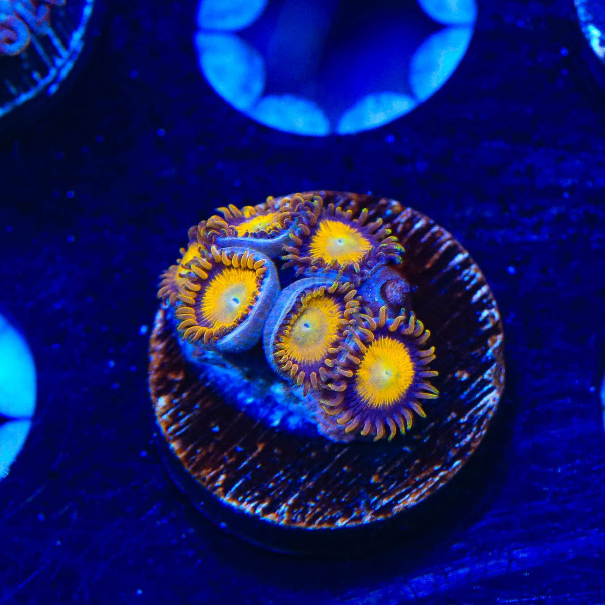 King Midas Zoanthids Coral