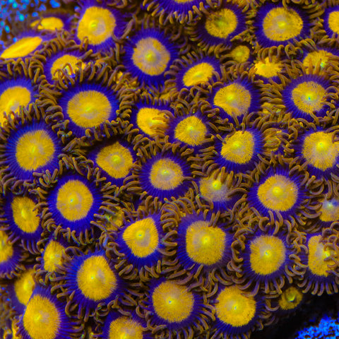 King Midas Zoanthids Coral