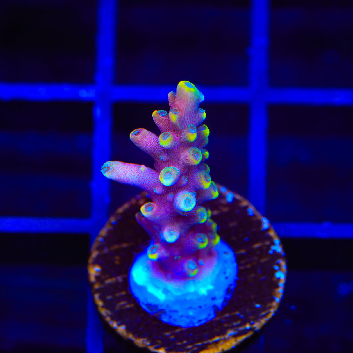 Kobe Bean Acropora Coral
