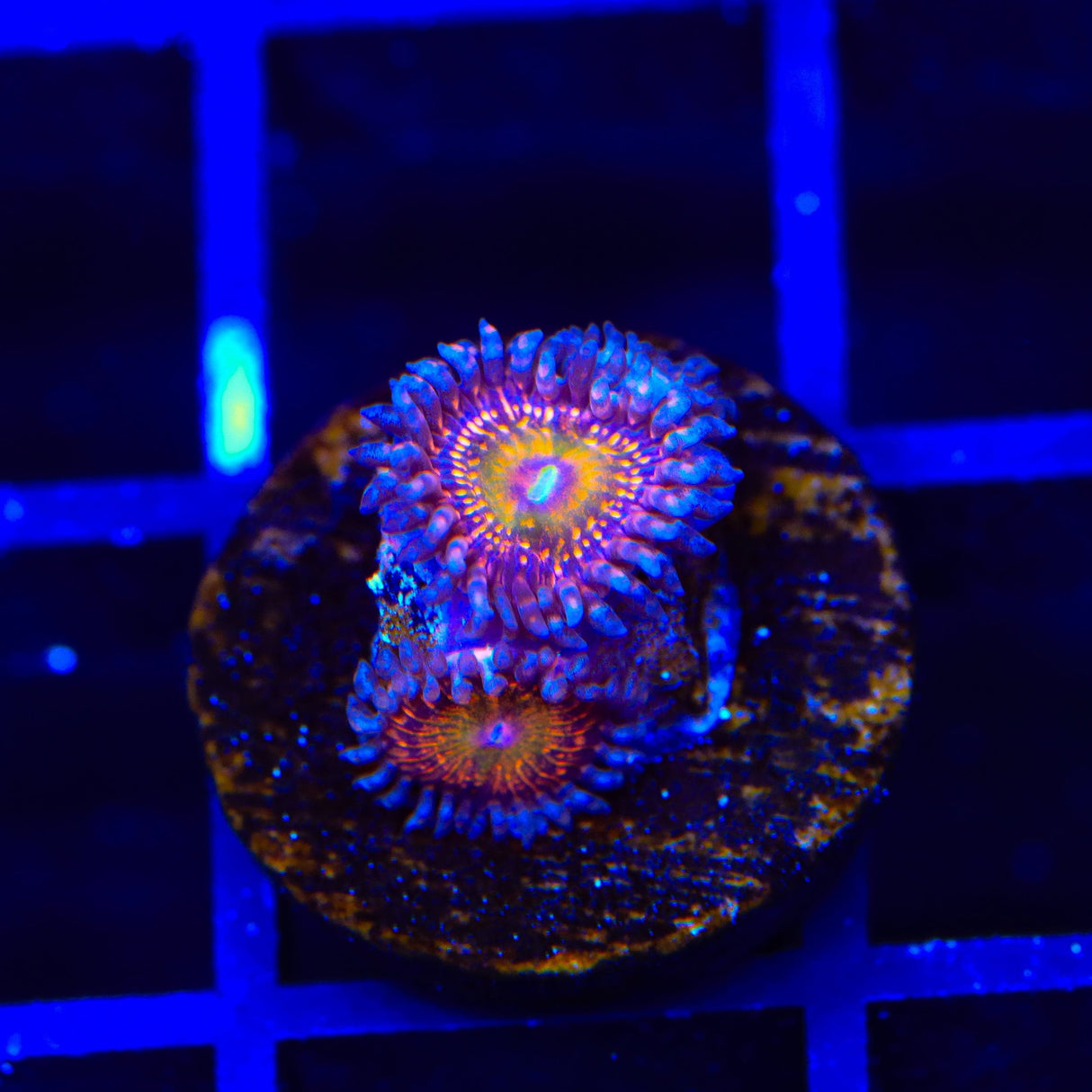 Krak God Zoanthid Coral