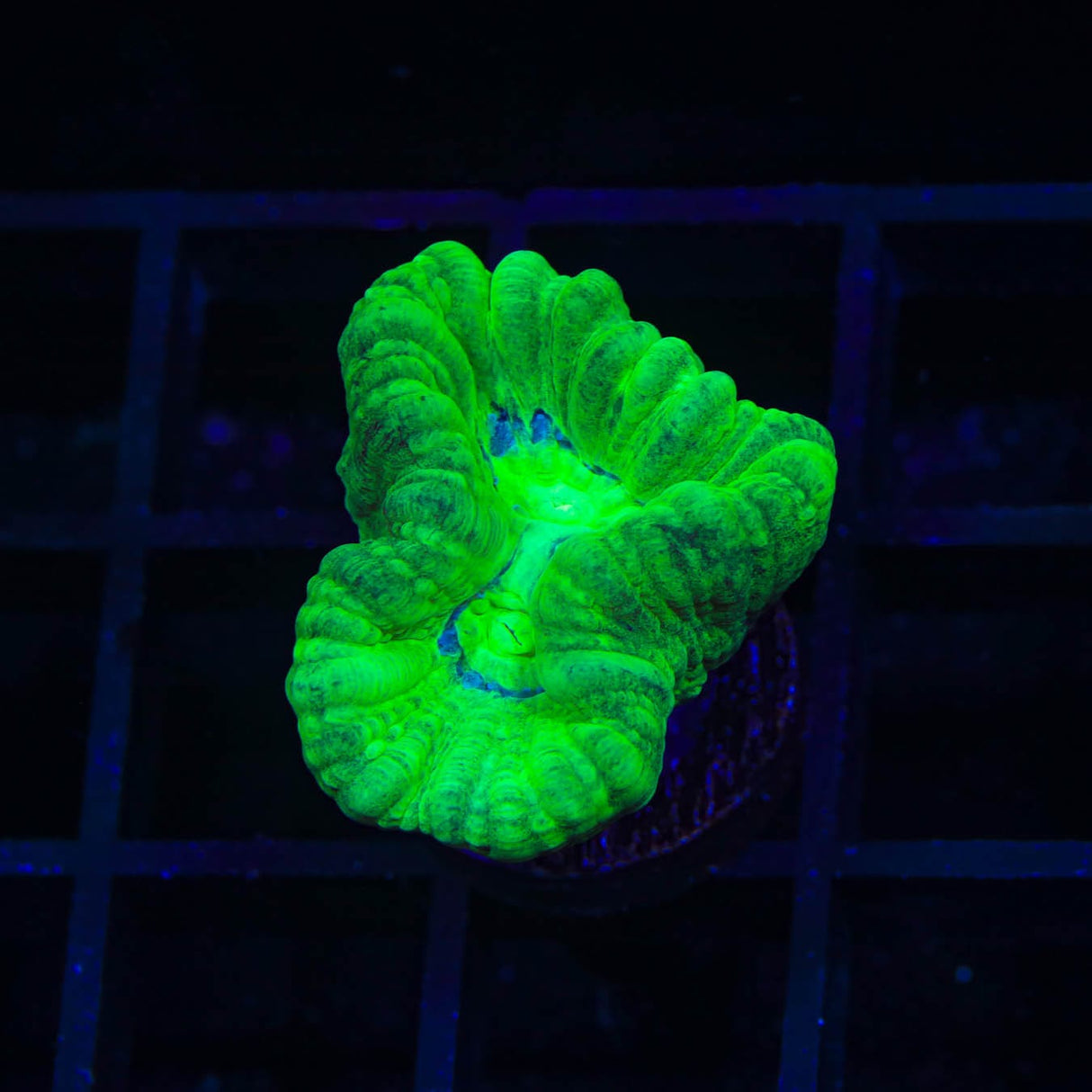 Kryptonite Candy Cane Coral