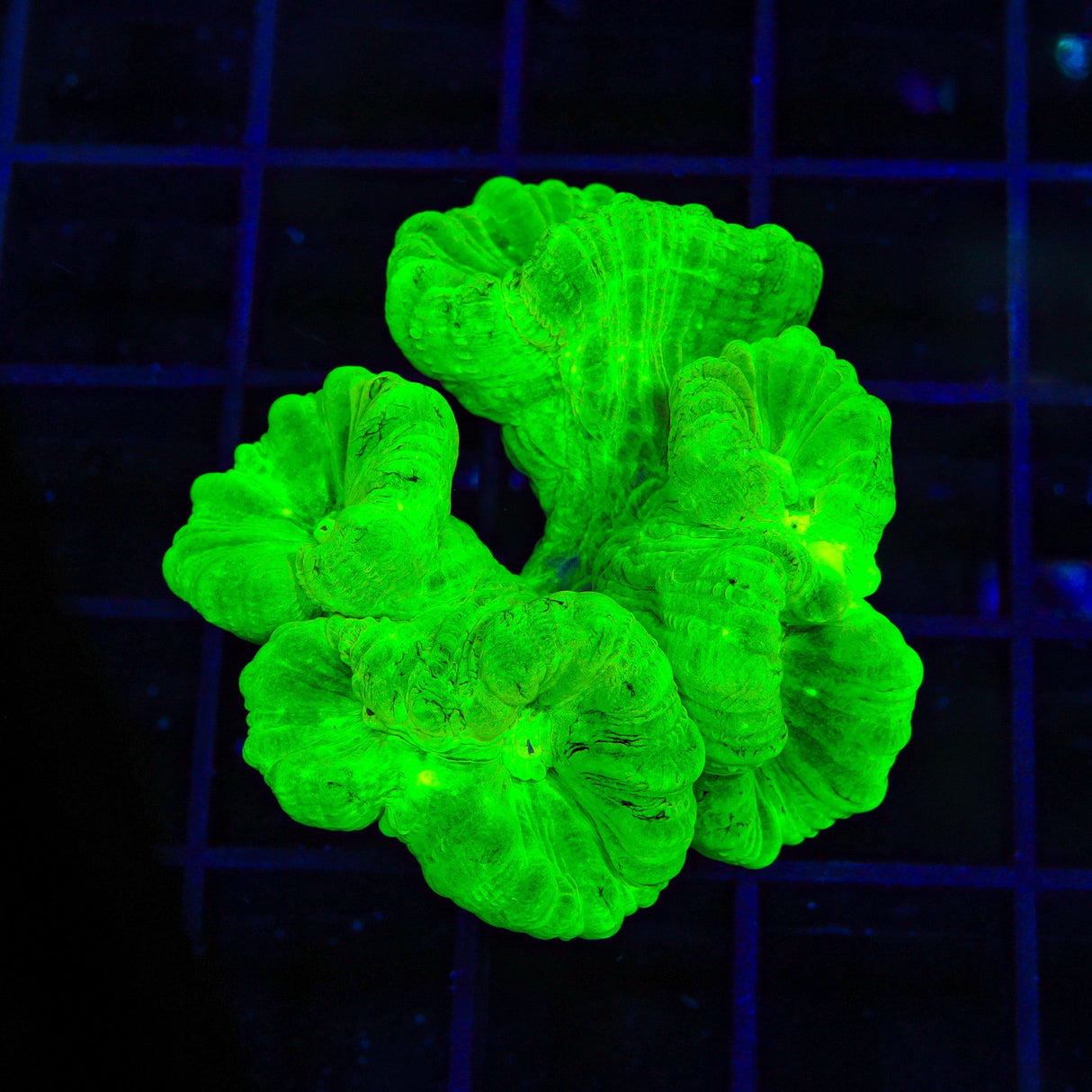 Kryptonite Candy Cane Coral