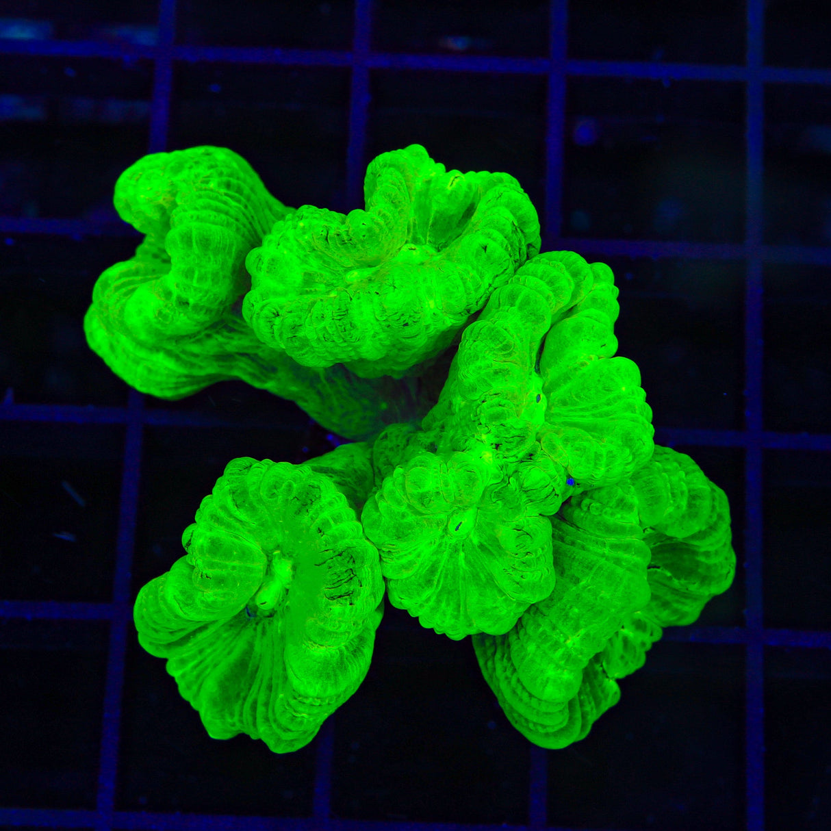 Kryptonite Candy Cane Coral - Multi Heads