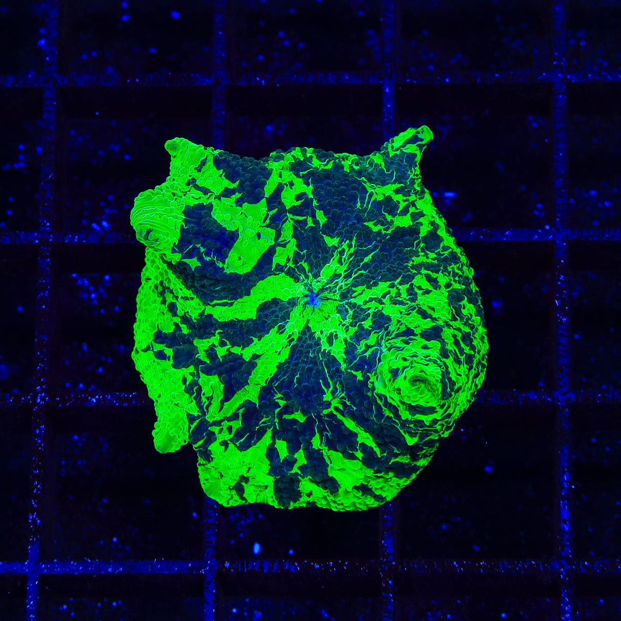 Kryptonite Mushroom Coral