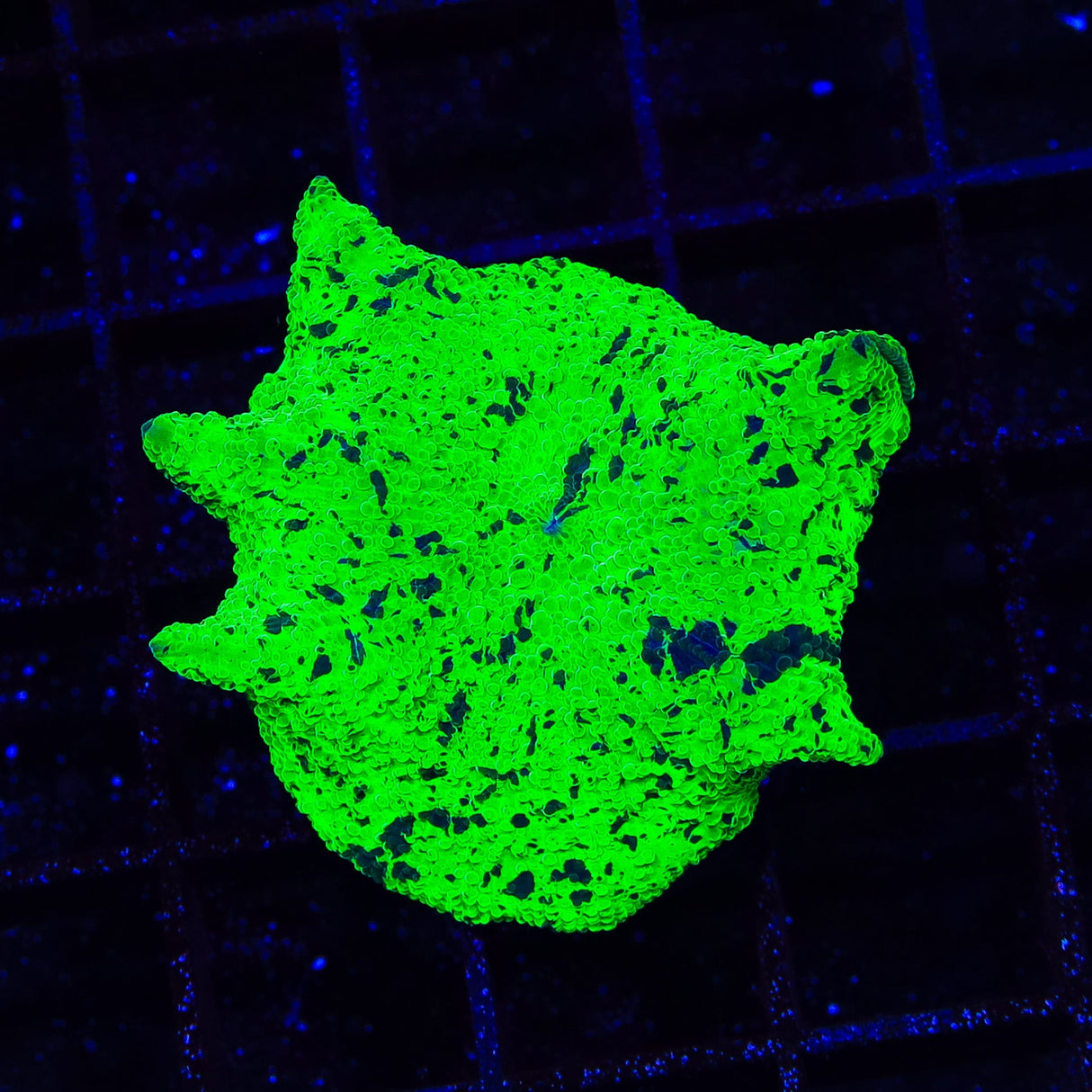Kryptonite Mushroom Coral